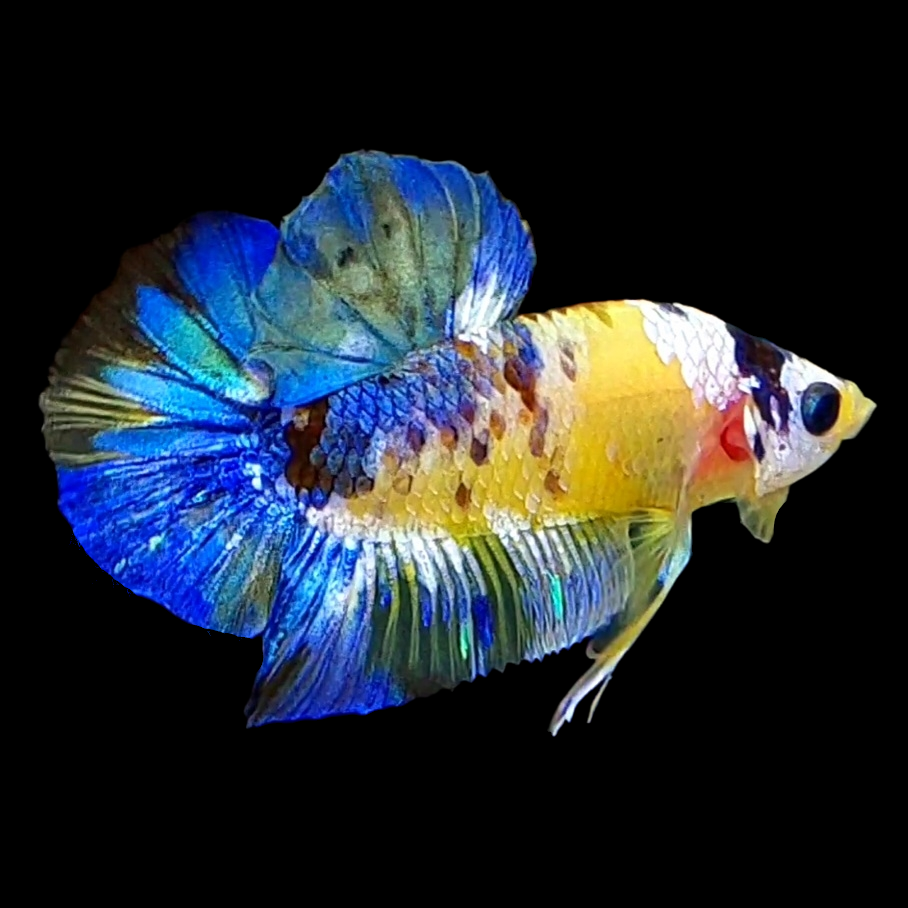 Yellow Galaxy Blue HMPK Male