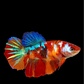 Multicolor Galaxy Halfmoon Female For Sorority Tank/Breed