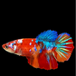 Multicolor Galaxy Halfmoon Female For Sorority Tank/Breed