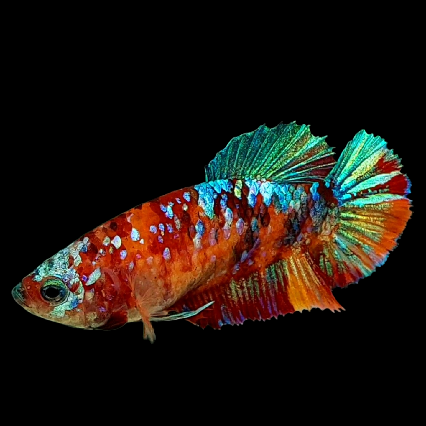 Multicolor Galaxy HMPK Female For Sorority Tank/Breed