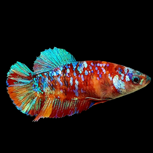 Multicolor Galaxy HMPK Female For Sorority Tank/Breed