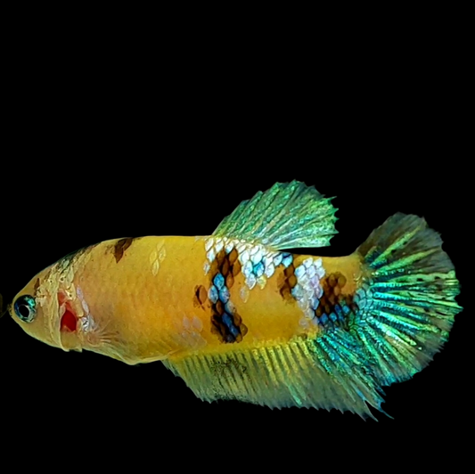 Yellow Galaxy Green HMPK Female For Sorority Tank/Breed