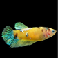 Yellow Galaxy Green HMPK Female For Sorority Tank/Breed