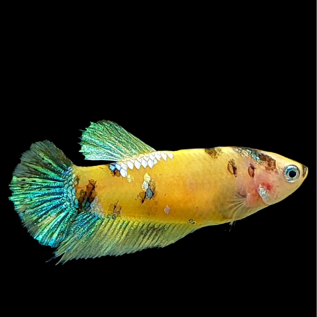 Yellow Galaxy Green HMPK Female For Sorority Tank/Breed