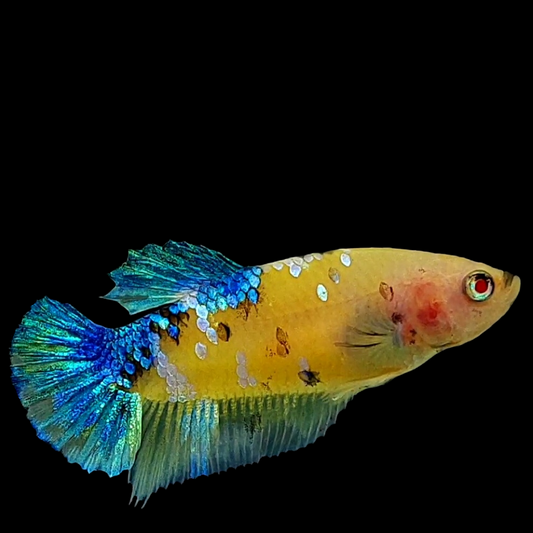 Yellow Galaxy Blue HMPK Female For Sorority Tank/Breed