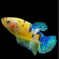 Yellow Galaxy Blue HMPK Female For Sorority Tank/Breed