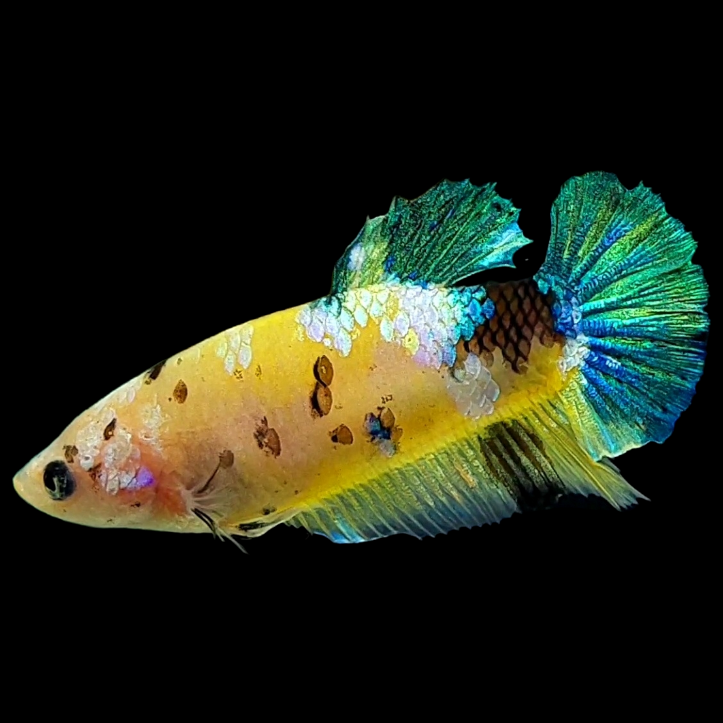 Yellow Galaxy Blue Green Tiger HMPK Female For Sorority Tank/Breed