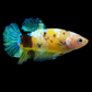 Yellow Galaxy Blue Green Tiger HMPK Female For Sorority Tank/Breed