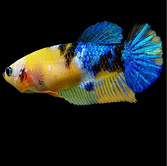 Yellow Galaxy Blue Tiger HMPK Female For Sorority Tank/Breed