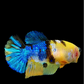 Yellow Galaxy Blue Tiger HMPK Female For Sorority Tank/Breed