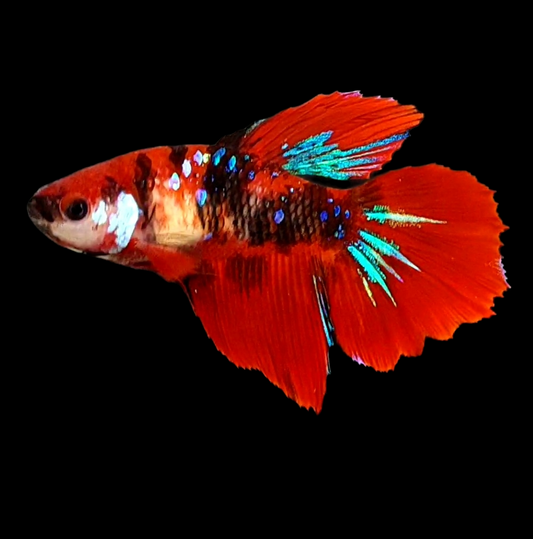 Red Koi Tiger Galaxy Halfmoon Female For Sorority Tank/Breed