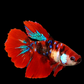 Red Koi Tiger Galaxy Halfmoon Female For Sorority Tank/Breed