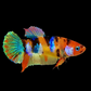 Multicolor Galaxy HMPK Female For Sorority Tank/Breed