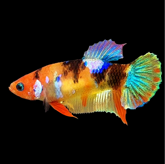 Multicolor Galaxy HMPK Female For Sorority Tank/Breed