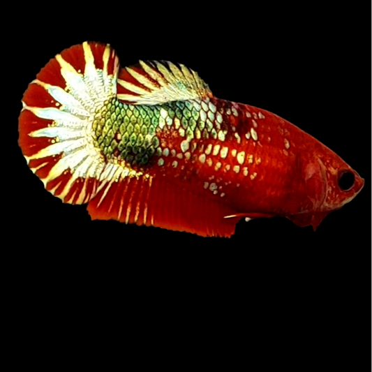 Red Copper Green Gold Startail HMPK Female For Sorority Tank/Breed