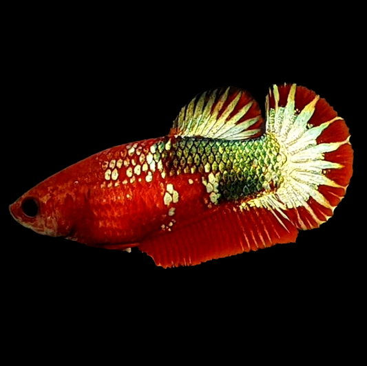 Red Copper Green Gold Startail HMPK Female For Sorority Tank/Breed