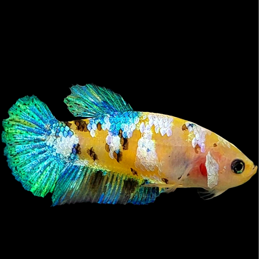 Yellow Galaxy Turquoise Green Tiger HMPK Female For Sorority Tank/Breed