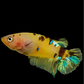 Yellow Galaxy Tiger HMPK Female For Sorority Tank/Breed