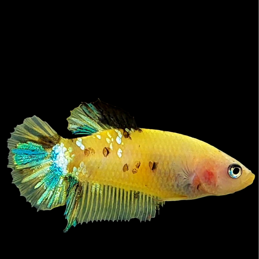 Yellow Galaxy Tiger HMPK Female For Sorority Tank/Breed