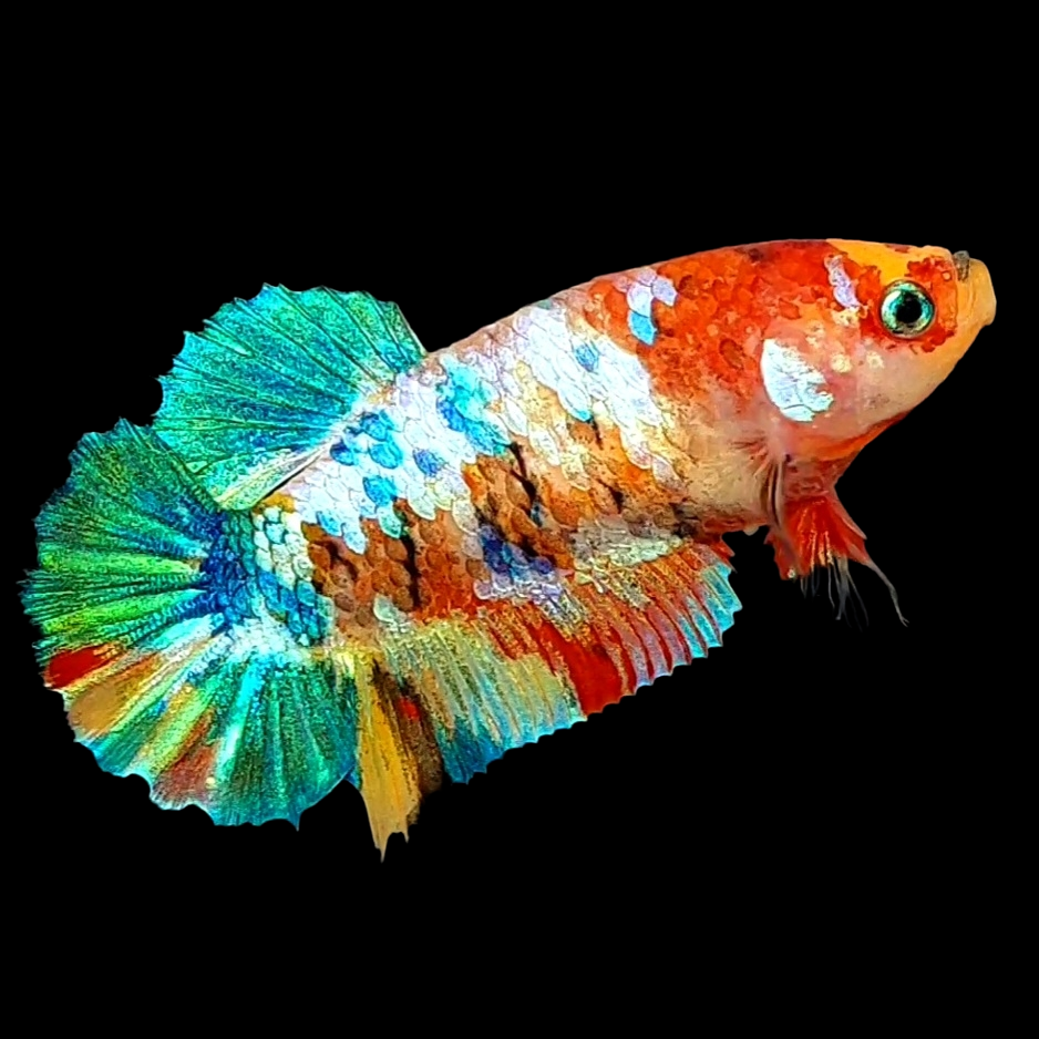 Multicolor Galaxy HMPK Female For Sorority Tank/Breed