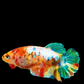 Multicolor Galaxy HMPK Female For Sorority Tank/Breed