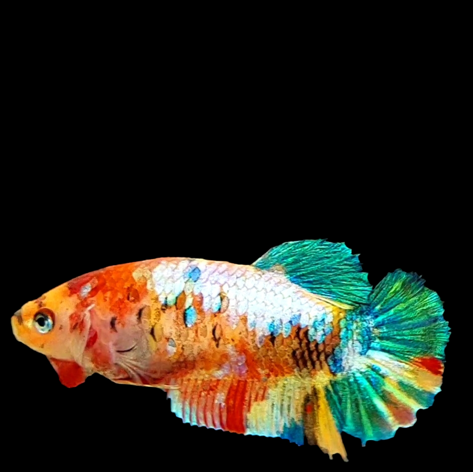 Multicolor Galaxy HMPK Female For Sorority Tank/Breed