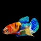 Multicolor Galaxy HMPK Female For Sorority Tank/Breed