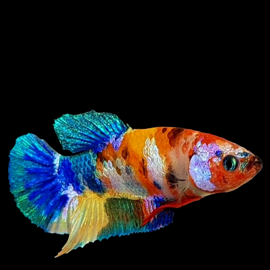 Multicolor Galaxy HMPK Female For Sorority Tank/Breed