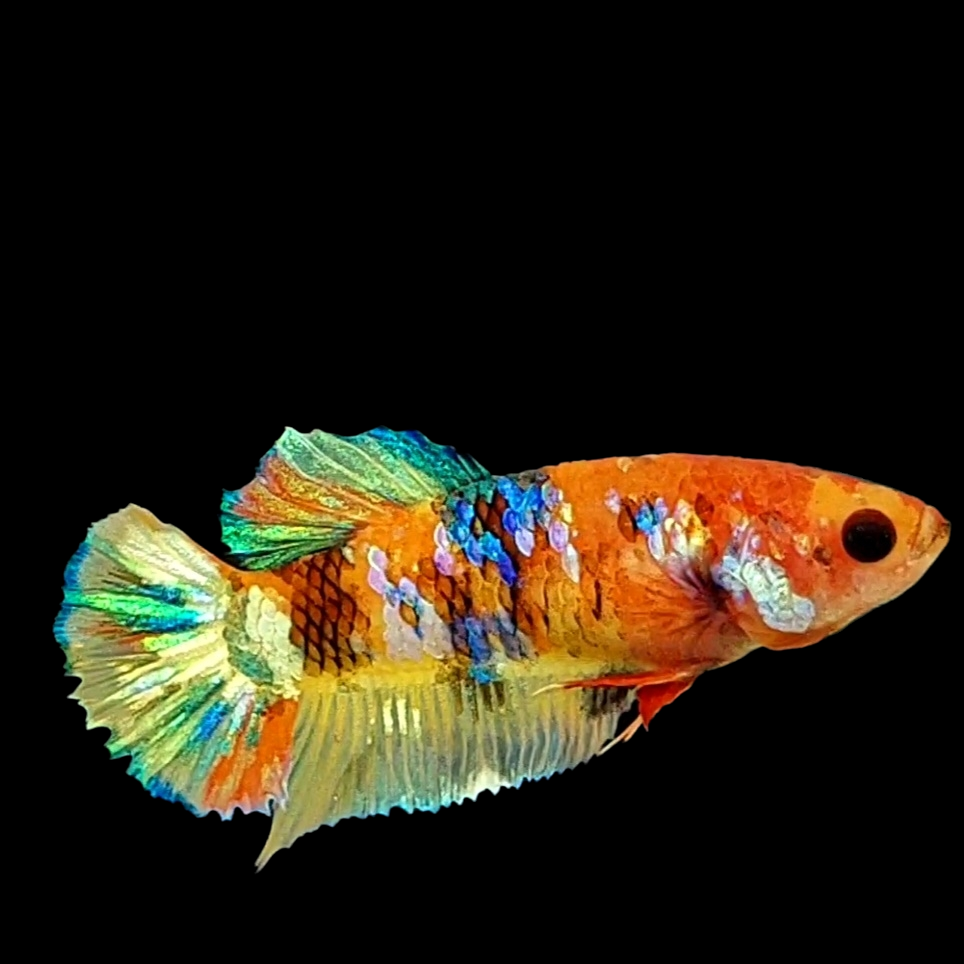 Multicolor Gold Galaxy HMPK Female For Sorority Tank/Breed