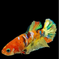 Multicolor Gold Galaxy HMPK Female For Sorority Tank/Breed