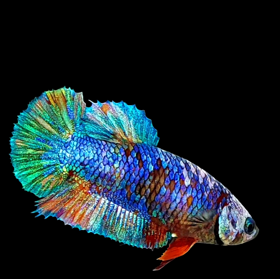 Multicolor Purple Green Galaxy HMPK Female For Sorority Tank/Breed