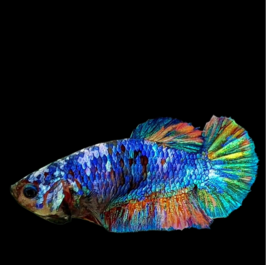 Multicolor Purple Green Galaxy HMPK Female For Sorority Tank/Breed