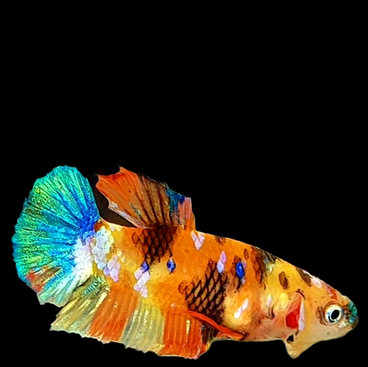 Multicolor Yellowbase HMPK Female For Sorority Tank/Breed