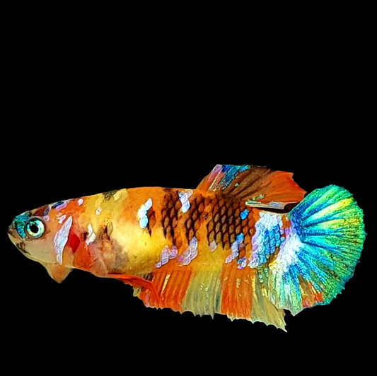 Multicolor Yellowbase HMPK Female For Sorority Tank/Breed