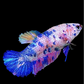 Multicolor Pink Blue Dalmation HMPK Female For Sorority Tank/Breed