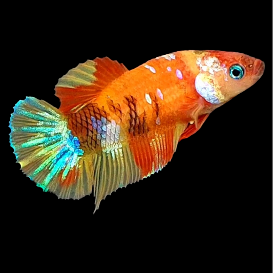 Multicolor Orange Galaxy HMPK Female For Sorority Tank/Breed