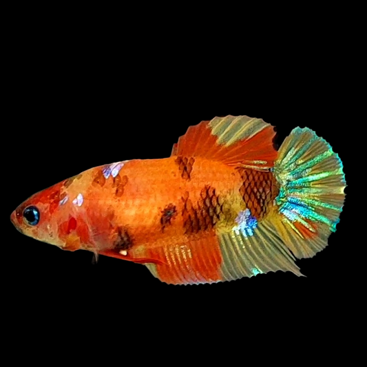 Multicolor Orange Galaxy HMPK Female For Sorority Tank/Breed