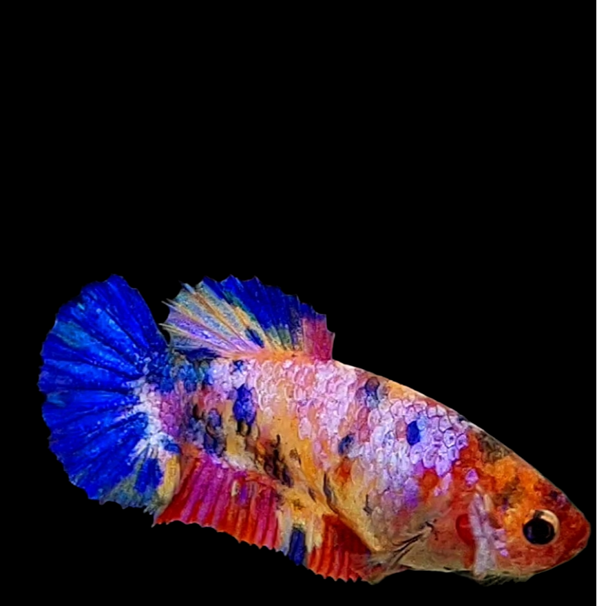 Multicolor Pink Purple Galaxy HMPK Female For Sorority Tank/Breed