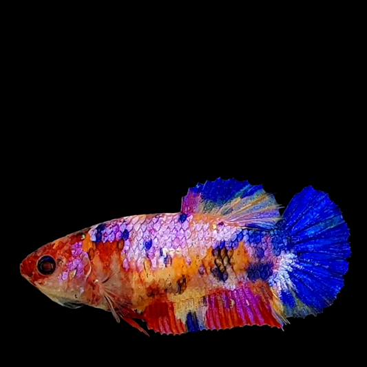 Multicolor Pink Purple Galaxy HMPK Female For Sorority Tank/Breed