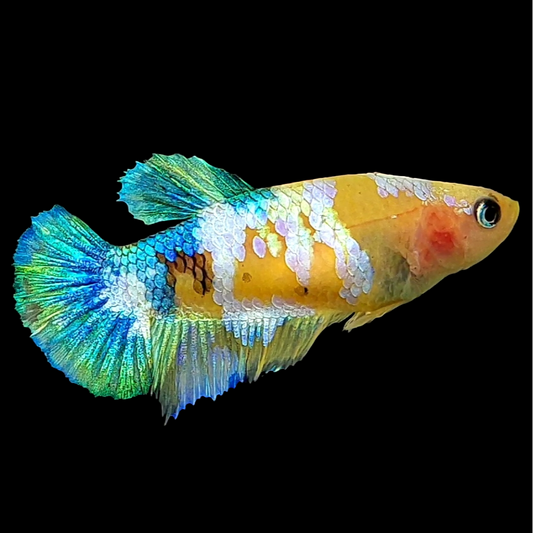 Yellow Galaxy Gold Green HMPK Female For Sorority Tank/Breed