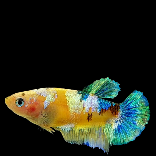 Yellow Galaxy Gold Green HMPK Female For Sorority Tank/Breed