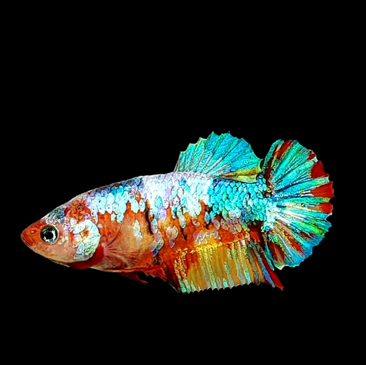 Multicolor Galaxy HMPK Female For Sorority Tank/Breed