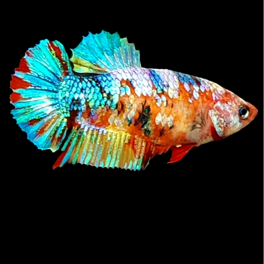 Multicolor Galaxy HMPK Female For Sorority Tank/Breed