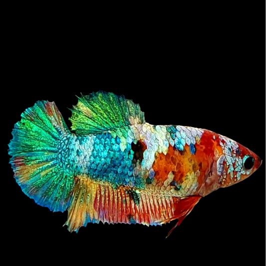 Multicolor Galaxy HMPK Female For Sorority Tank/Breed