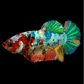 Multicolor Galaxy HMPK Female For Sorority Tank/Breed