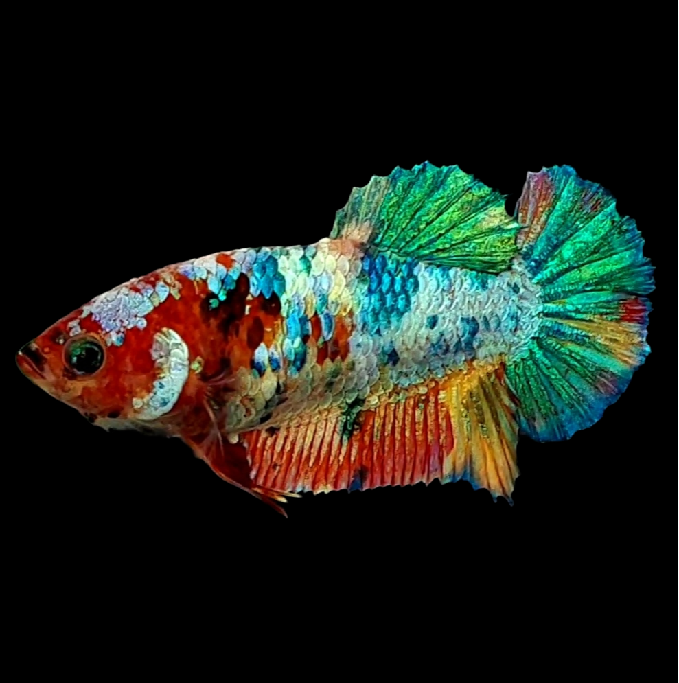 Multicolor Galaxy HMPK Female For Sorority Tank/Breed