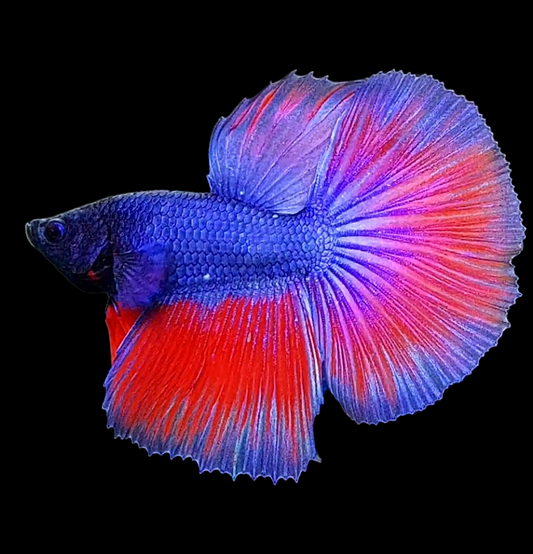 Purple Red Halfmoon Male