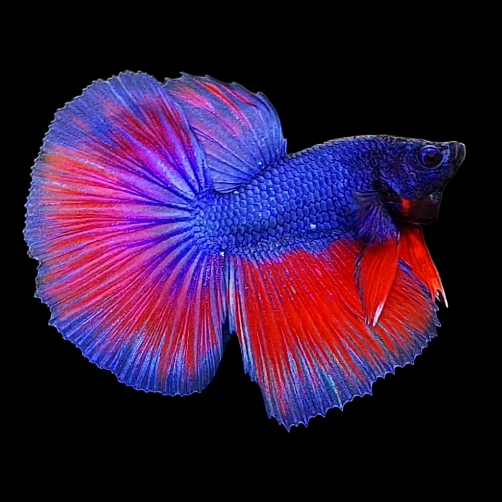 Purple Red Halfmoon Male