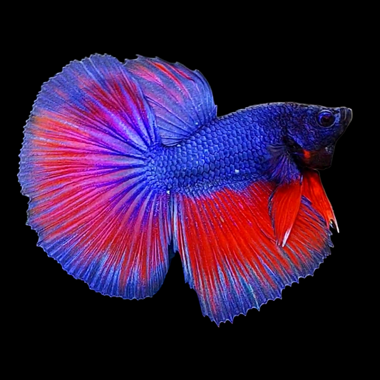 Purple Red Halfmoon Male