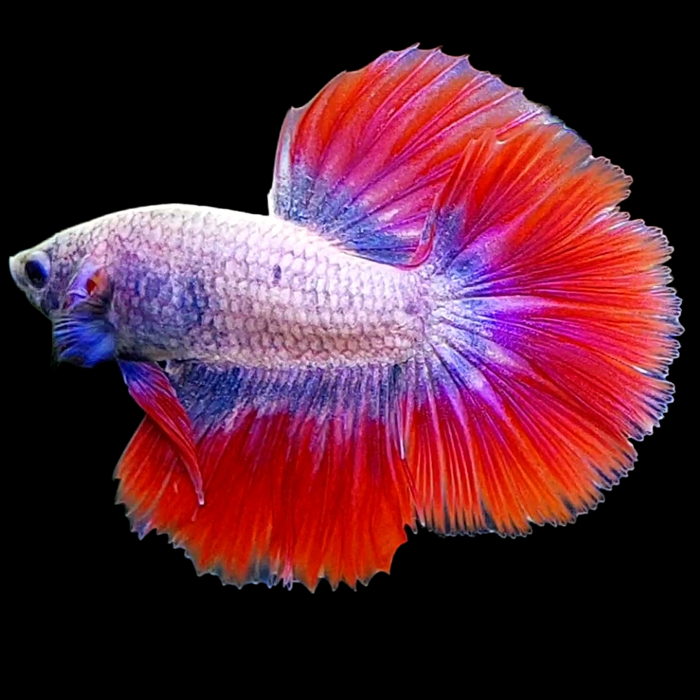 Purple Pink Fancy Halfmoon Male